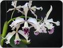 Cattleya crispa